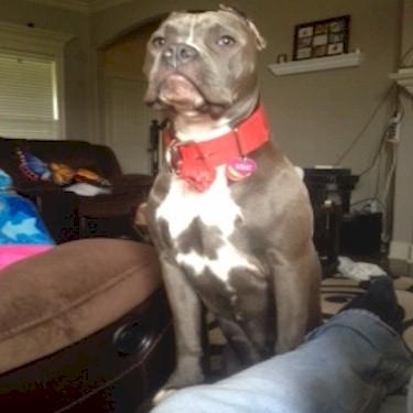The Blue Dauphins Lexi front Pit Bull.jpg